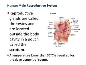 Human Reproduction and Development Human Male Reproductive System