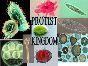 EUKARYOTIC A NUCLEUS 1 All protist have MORE