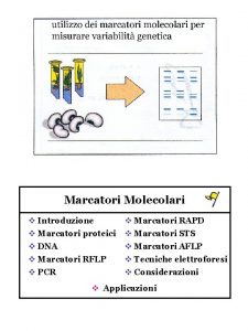 Marcatori Molecolari v Introduzione v Marcatori RAPD v