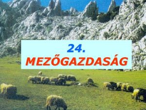 24 MEZGAZDASG I FLDMVELS 1 GABONATERMESZTS LISZT SZESZ