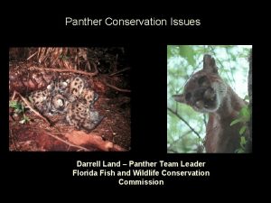 Panther Conservation Issues Darrell Land Panther Team Leader