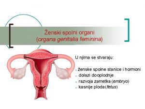 enski spol ni organi organa genitalia feminina U