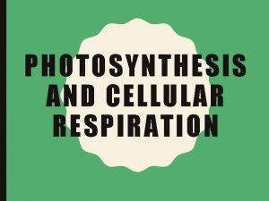 PHOTOSYNTHESIS AND CELLULAR RESPIRATION OBTAINING ENERGY Organisms can