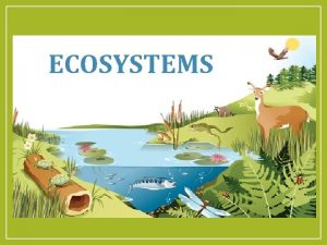 ECOSYSTEMS What is an Ecosystem Ecosystem A community
