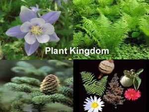 Plant Kingdom General Characteristics Undergo photosynthesis Cell wall