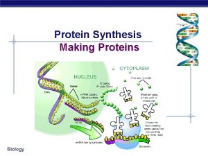 Protein Synthesis Making Proteins Biology Bodies Cells DNA