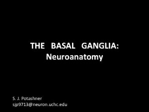 THE BASAL GANGLIA Neuroanatomy S J Potashner sjp