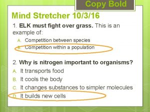 Copy Bold Mind Stretcher 10316 1 ELK must