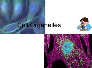 Cell Organelles Cell Organelles Organelle little organ Found