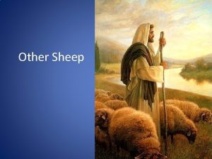 Other Sheep The Good Shepherd In Jesus time