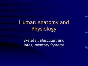 Human Anatomy and Physiology Skeletal Muscular and Integumentary