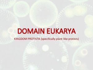 DOMAIN EUKARYA KINGDOM PROTISTA specifically plant like protists