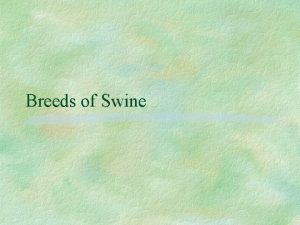 Breeds of Swine Landrace Originated in Denmark Drooped