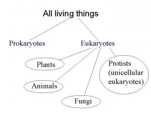 All living things Prokaryotes Eukaryotes Protists unicellular eukaryotes