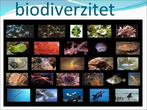 biodiverzitet STA JE BIODIVERZITET Biodiverzitet ili bioloka raznovrsnost