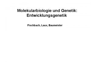 Molekularbiologie und Genetik Entwicklungsgenetik Fischbach Laux Baumeister Entwicklungsgenetik