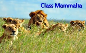 Class Mammalia First mammals were small with delicate