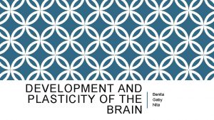 DEVELOPMENT AND PLASTICITY OF THE BRAIN Benita Gaby