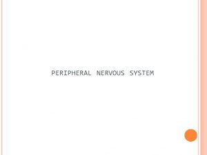 PERIPHERAL NERVOUS SYSTEM PERIPHERAL NERVOUS SYSTEM The peripheral