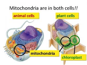 Mitochondria are in both cells animal cells mitochondria