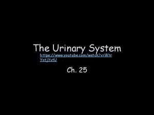 The Urinary System https www youtube comwatch vWtr