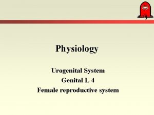 Physiology Urogenital System Genital L 4 Female reproductive