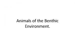 Animals of the Benthic Environment Animals of the