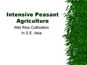 Intensive Peasant Agriculture Wet Rice Cultivation In S