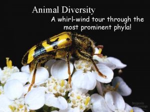 Animal Diversity A whirlwind tour through the most