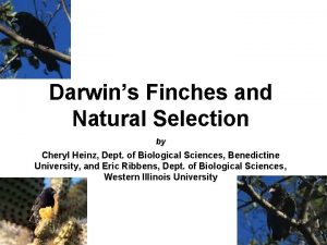 Darwins Finches and Natural Selection by Cheryl Heinz