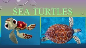 SEA TURTLES SEA TURTLES Sea turtles can be
