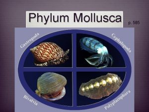 Phylum Mollusca p 585 Characteristics v Means softbodied