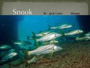 Snook By Jack Cutts Marine Where are snook