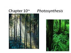 Chapter 10 Photosynthesis Photosynthesis in nature producers photoautotrophs