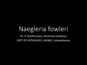 Naegleria fowleri Dr R Bindhusaran Associate professor DEPT