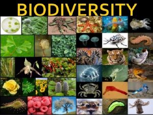 Questions to be Answered What is biodiversity why