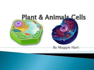 Plant Animals Cells By Maggie Hart Plant Animal