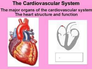 The Cardiovascular System The major organs of the