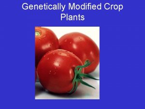 Genetically Modified Crop Plants Genetic Engineers Can Modify