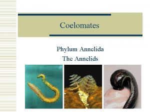 Coelomates Phylum Annelida The Annelids Phylum Annelida w