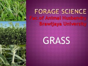 FORAGE SCIENCE Fac of Animal Husbandry Brawijaya University