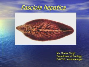 Fasciola hepatica Ms Sneha Singh Department of Zoology