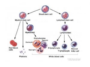 B lymphocyte Clonal Selection Process Plasma Cells In