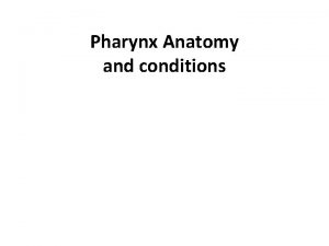 Pharynx Anatomy and conditions The pharynx is a