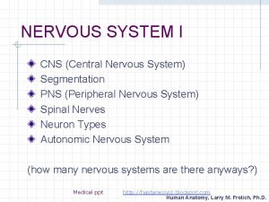 NERVOUS SYSTEM I CNS Central Nervous System Segmentation
