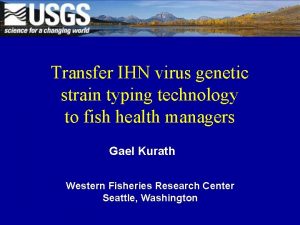 Transfer IHN virus genetic strain typing technology to