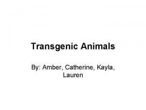 Transgenic Animals By Amber Catherine Kayla Lauren What