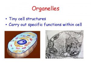 Organelles Tiny cell structures Carry out specific functions