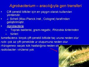 Agrobacterium araclyla gen transferi ift enekli bitkiler iin