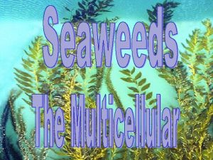 Seaweeds or Macroalgae are the large primary producers